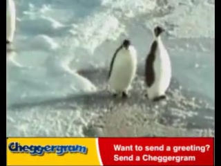 even among penguins there are bastards))